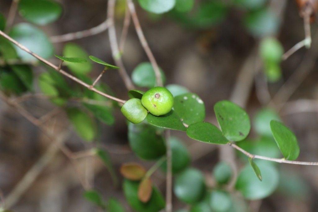 Eugenia plurinervia fruit