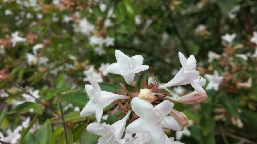 Abelia × grandiflora flower