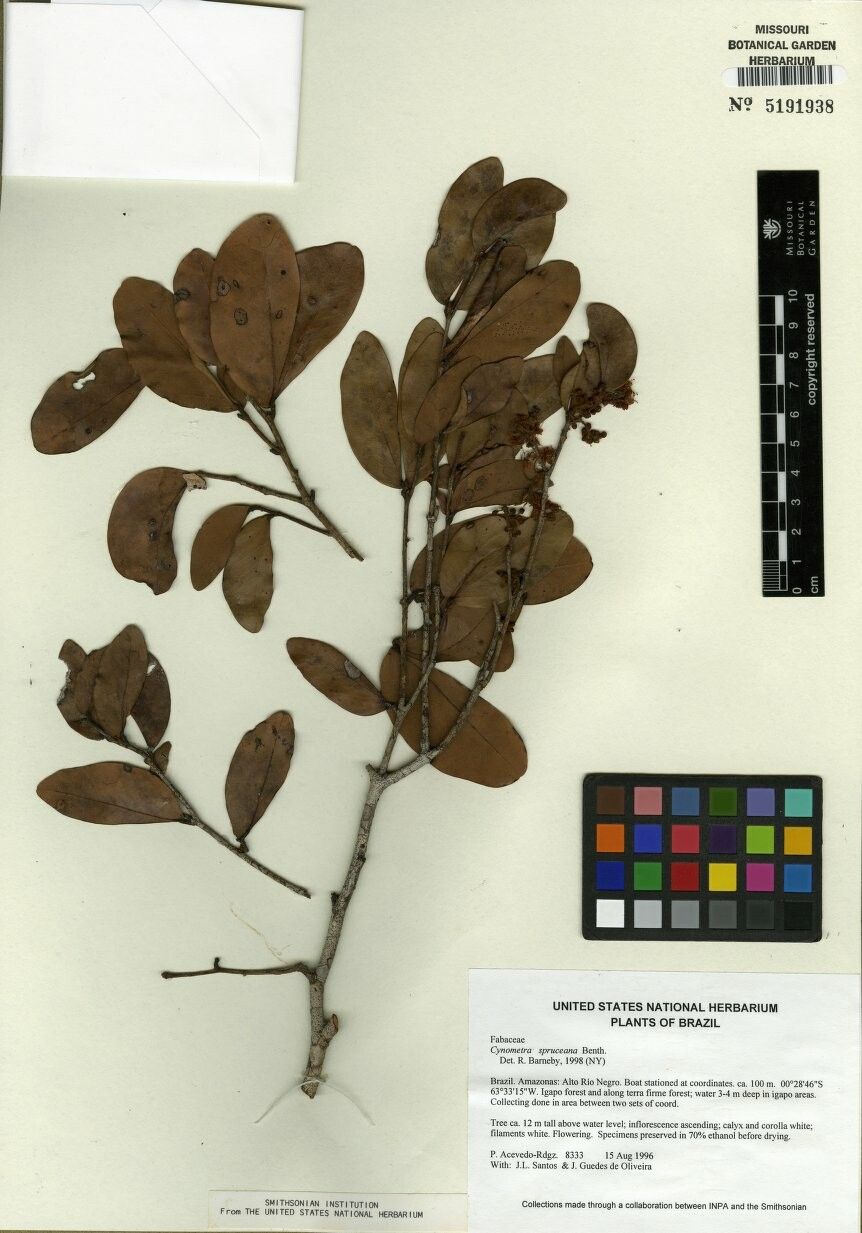 Cynometra phaselocarpa — houseplant care guide