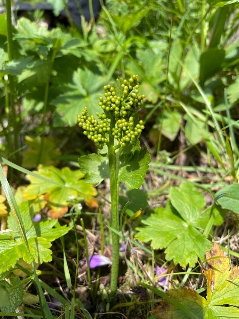 Botrychium boreale flower