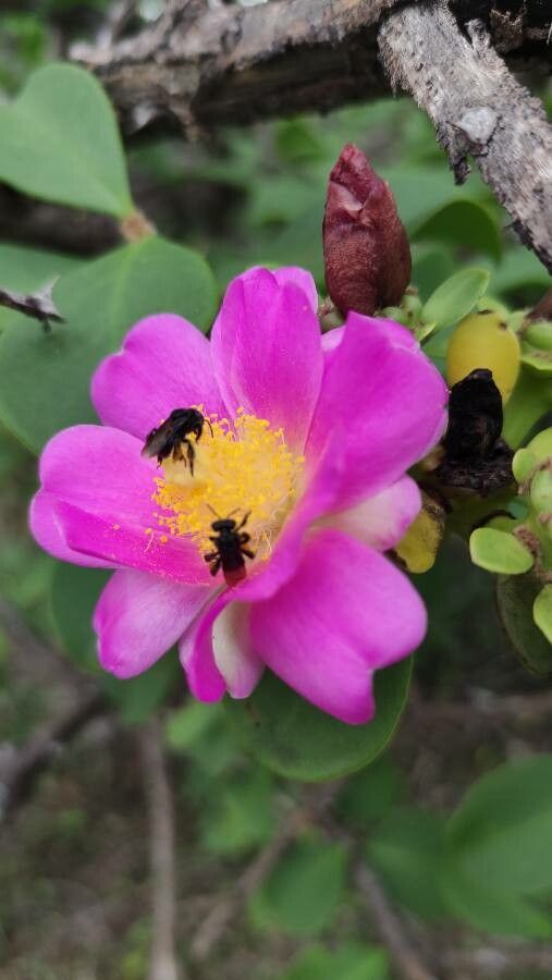 Pereskia sacharosa flower