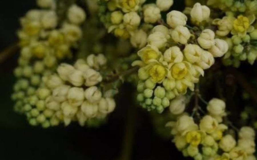 Mahonia fordii — search result for 'Mahonia'
