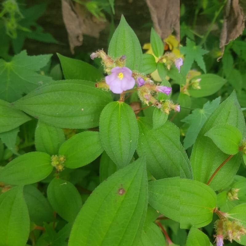 Melastomastrum capitatum — related species from the same genus