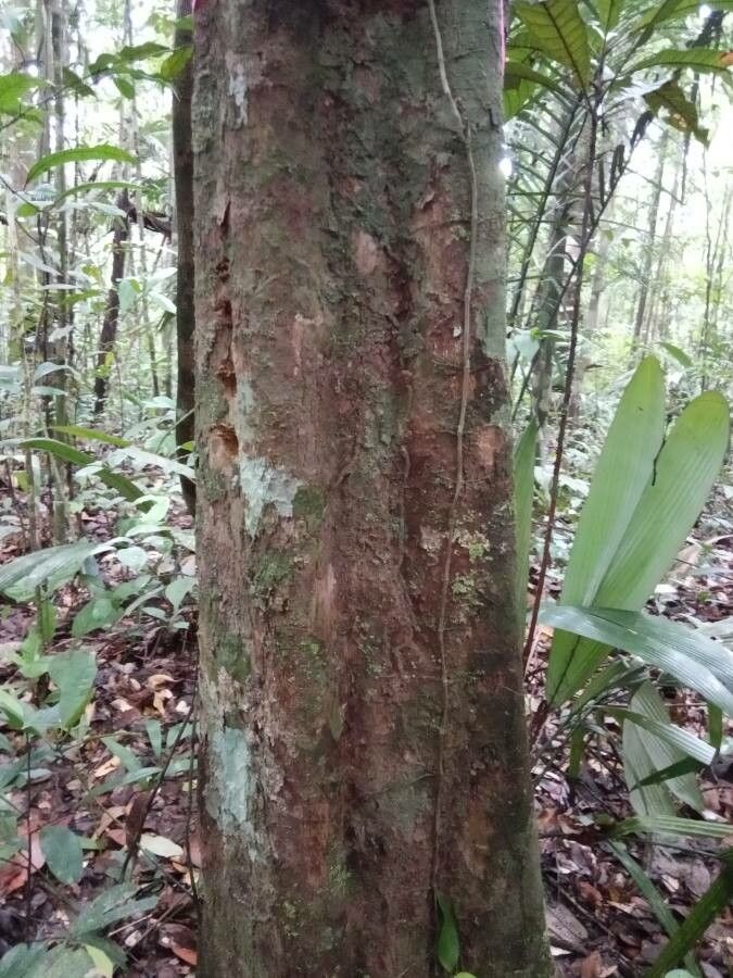 Tapura capitulifera bark