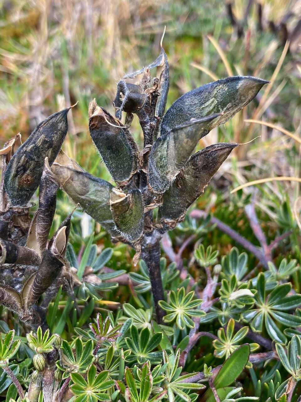Lupinus colombiensis fruit