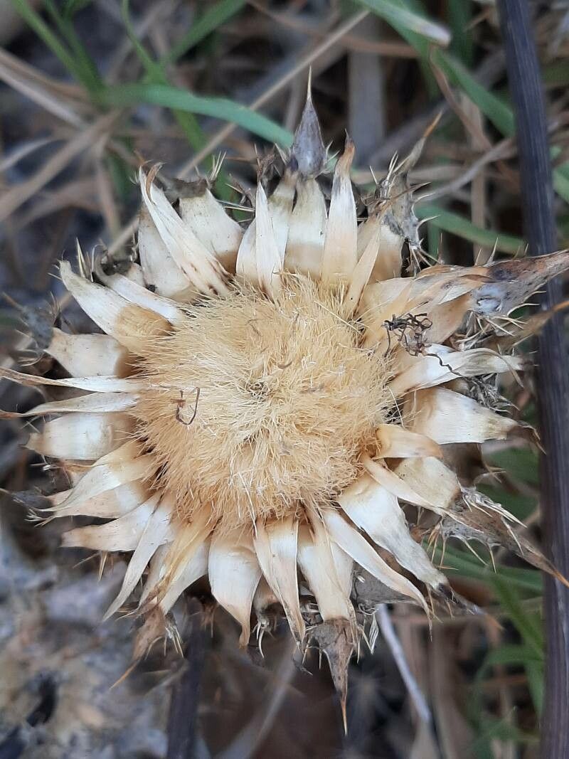 Centaurea acaulis flower