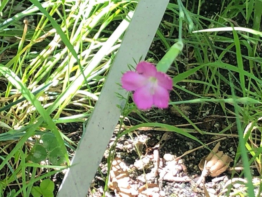 Dianthus sylvestris flower
