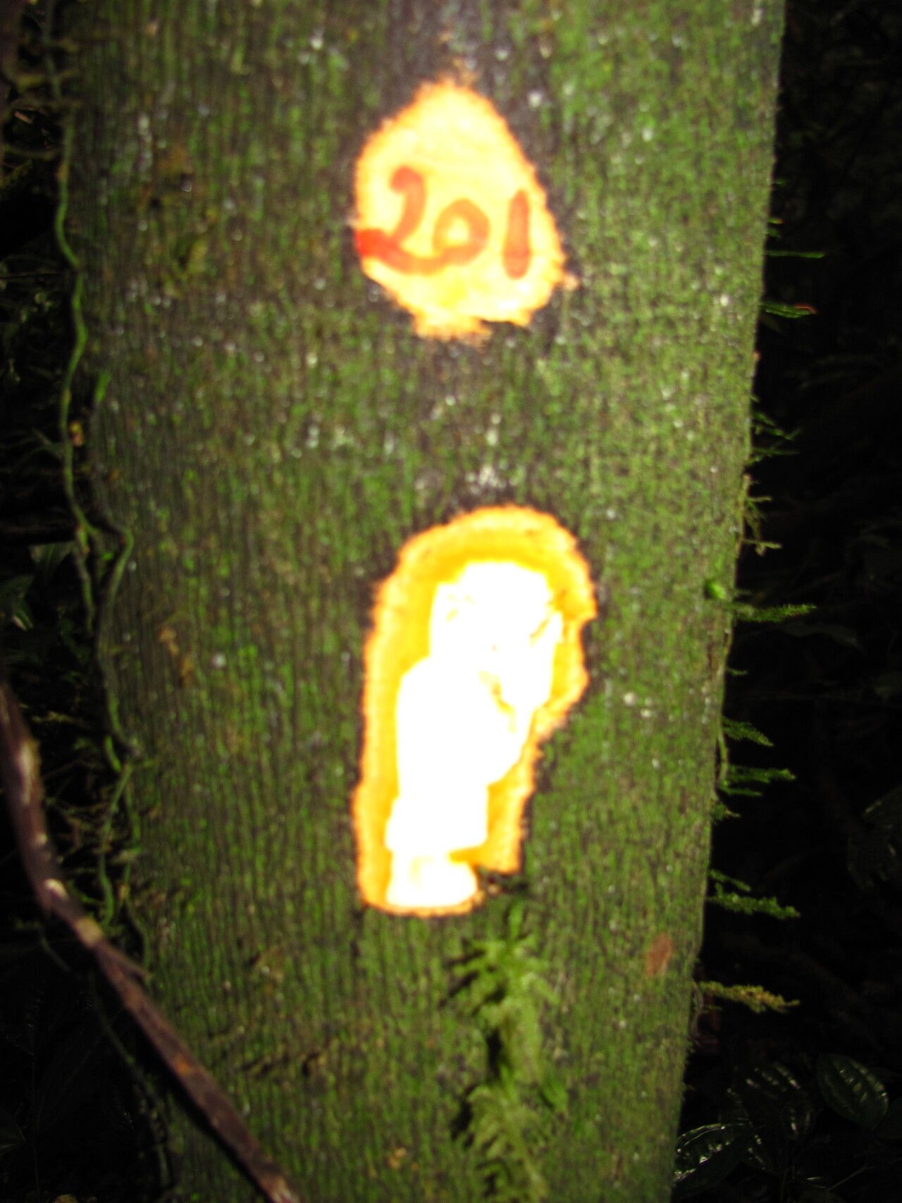 Diospyros gabunensis — houseplant care guide