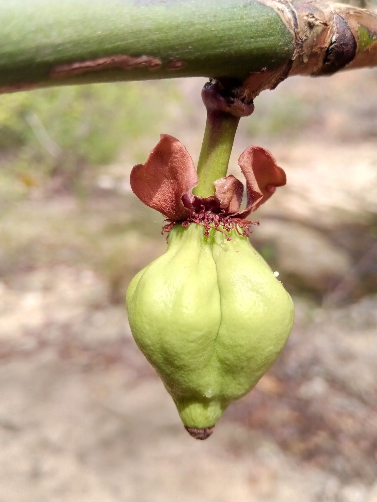 Garcinia pervillei fruit