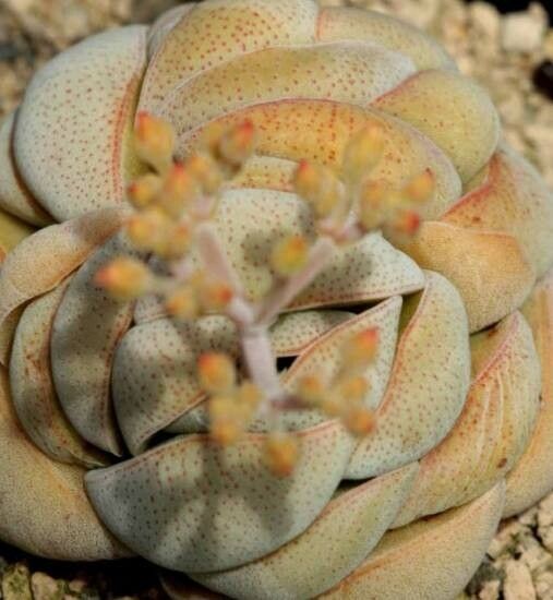 Crassula alstonii — houseplant care guide