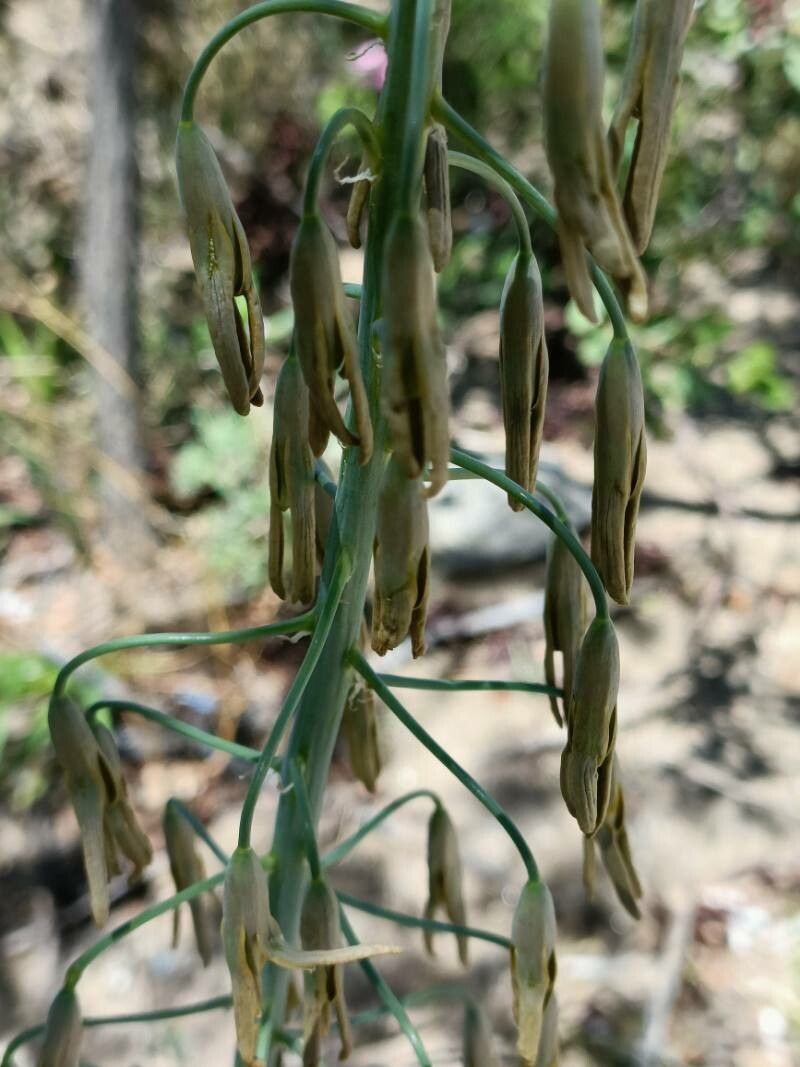 Dipcadi glaucum flower