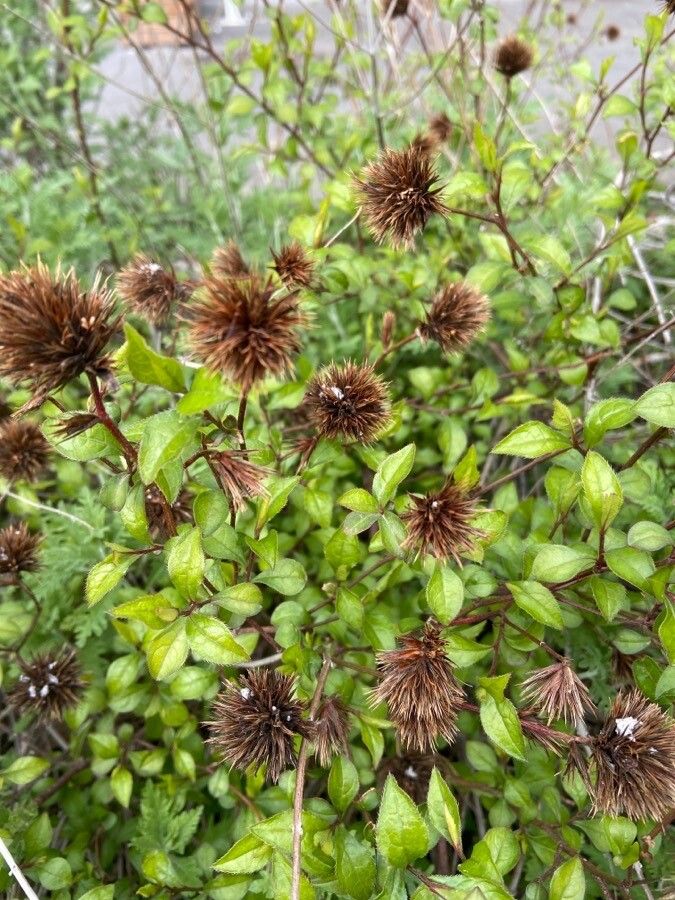 Ceratostigma willmottianum fruit