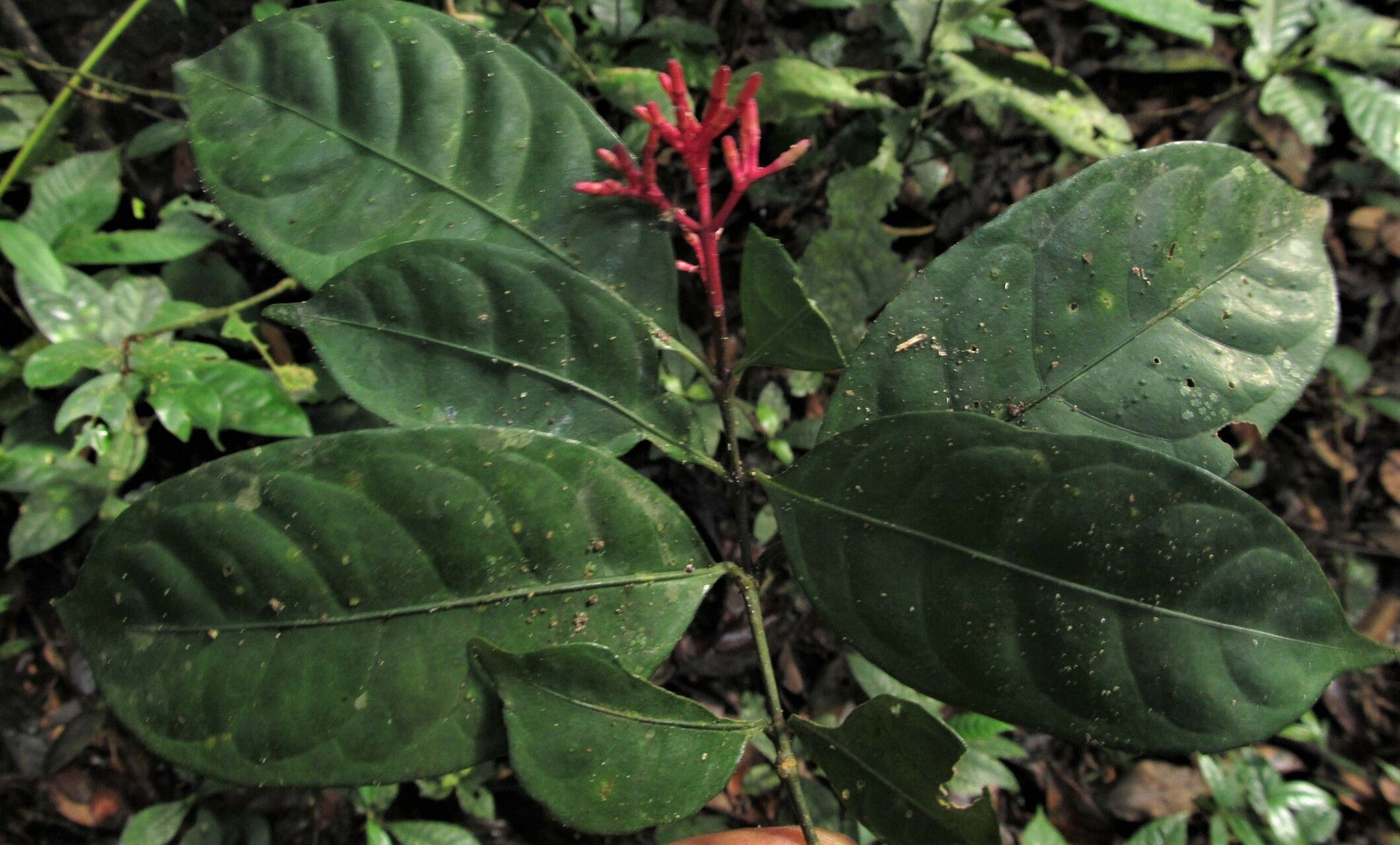 Chassalia cupularis — houseplant care guide