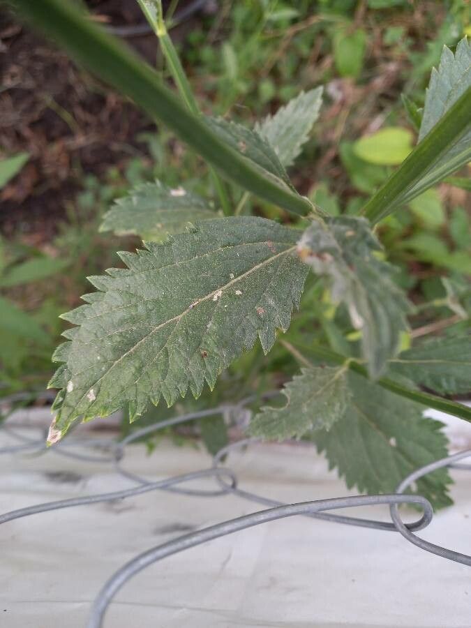 Verbena brasiliensis leaf