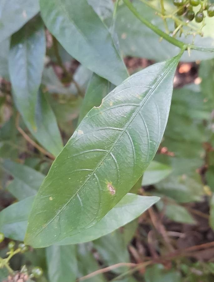 Psychotria myriantha — houseplant care guide