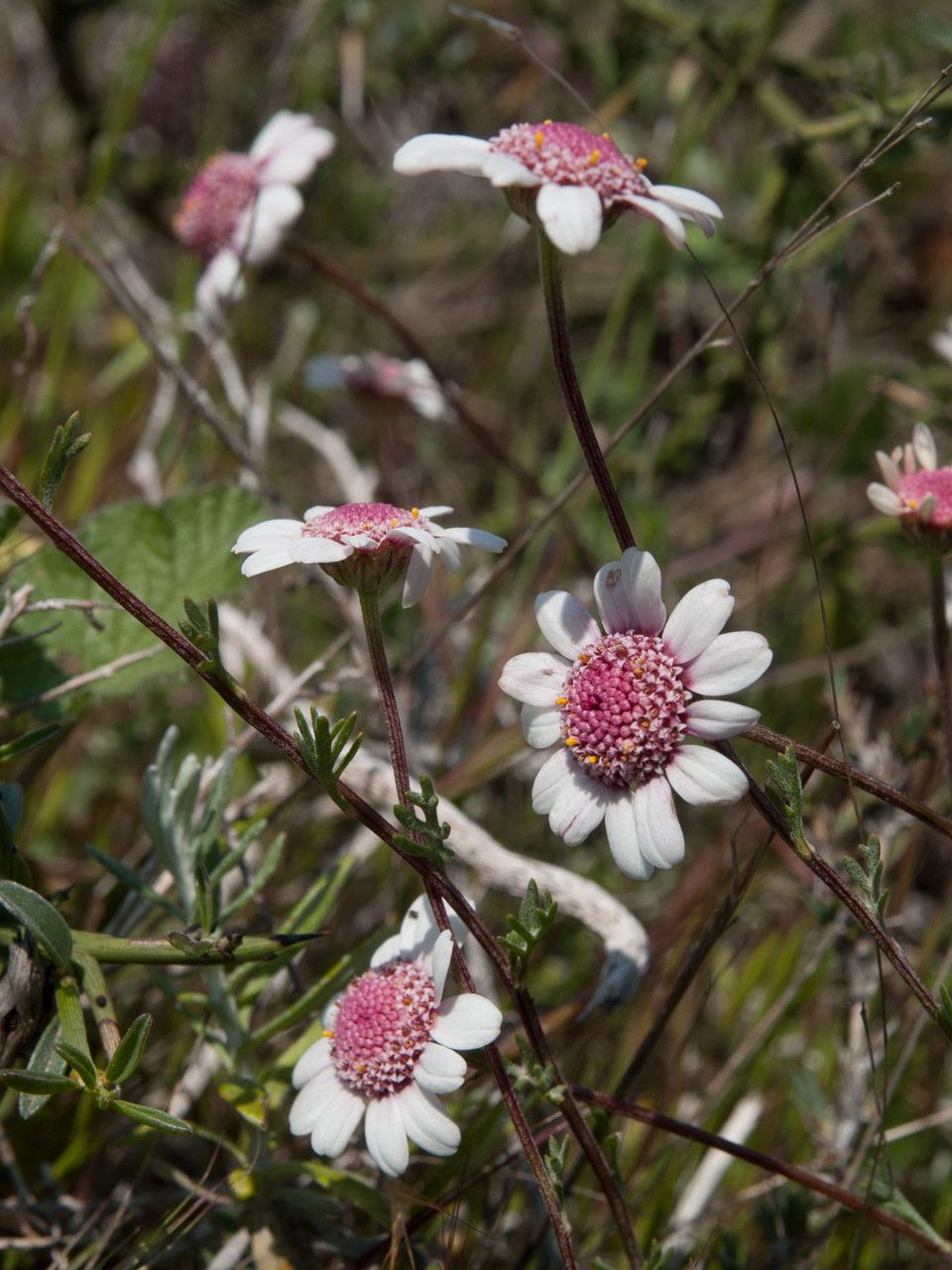 Anthemis tricolor flower