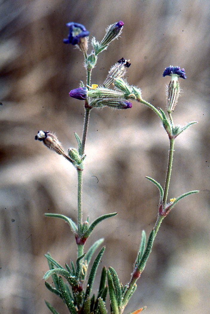 Silene cretica habit