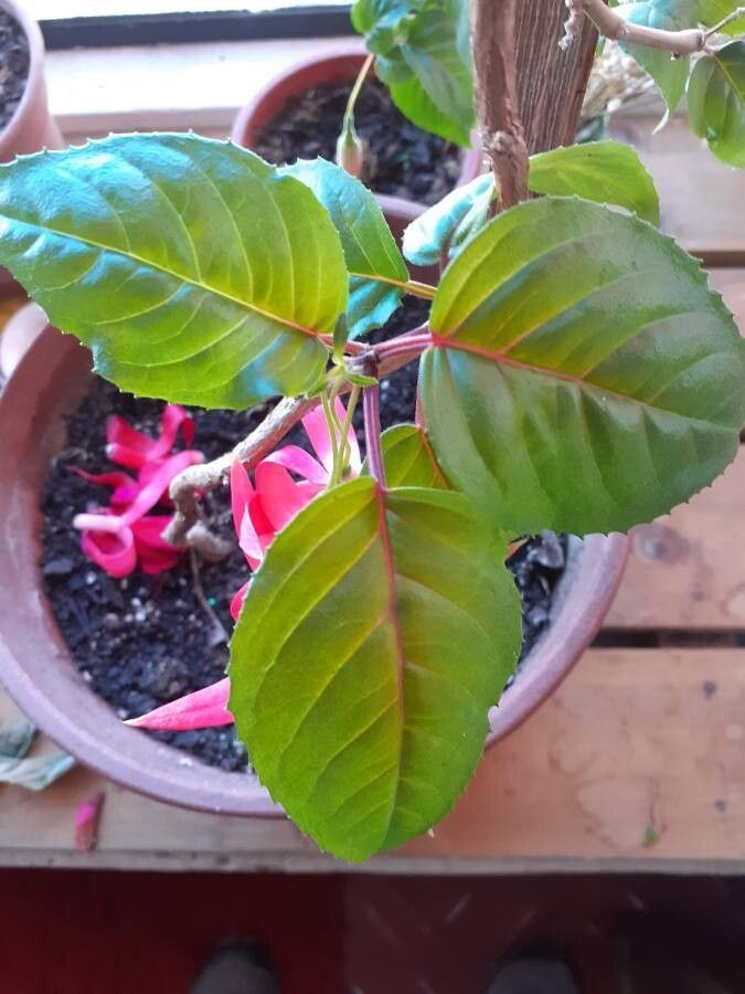 Fuchsia lycioides — search result for 'Fuchsia'