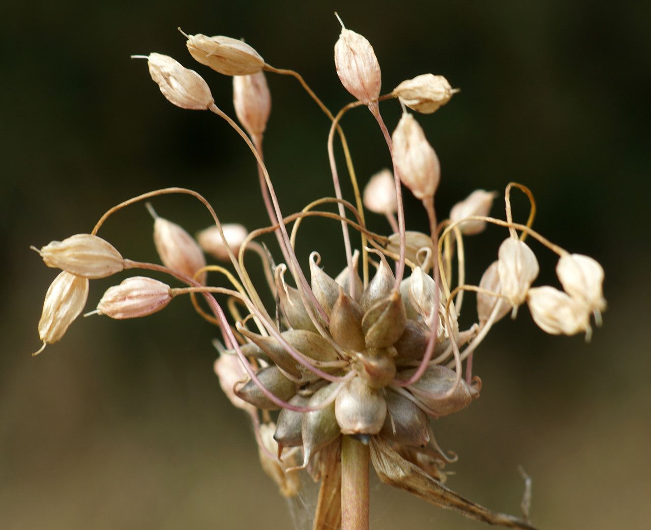 Allium flexum — houseplant care guide