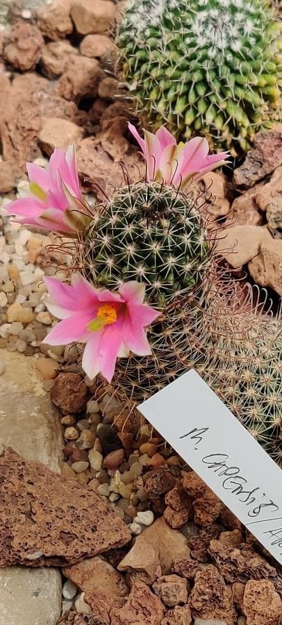 Mammillaria capensis flower