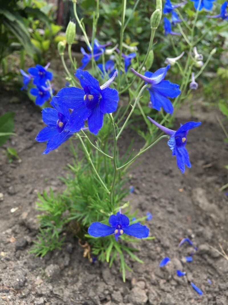 Delphinium grandiflorum habit