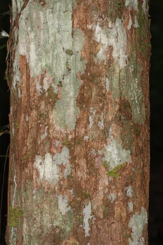 Platymiscium trinitatis — houseplant care guide