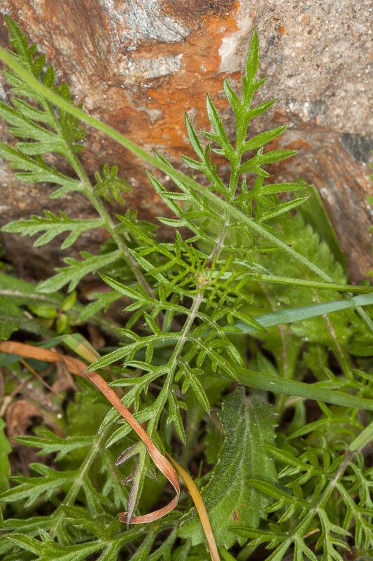 Scabiosa pyrenaica — houseplant care guide