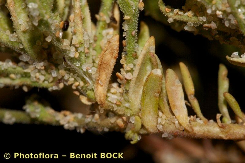 Linaria ficalhoana fruit