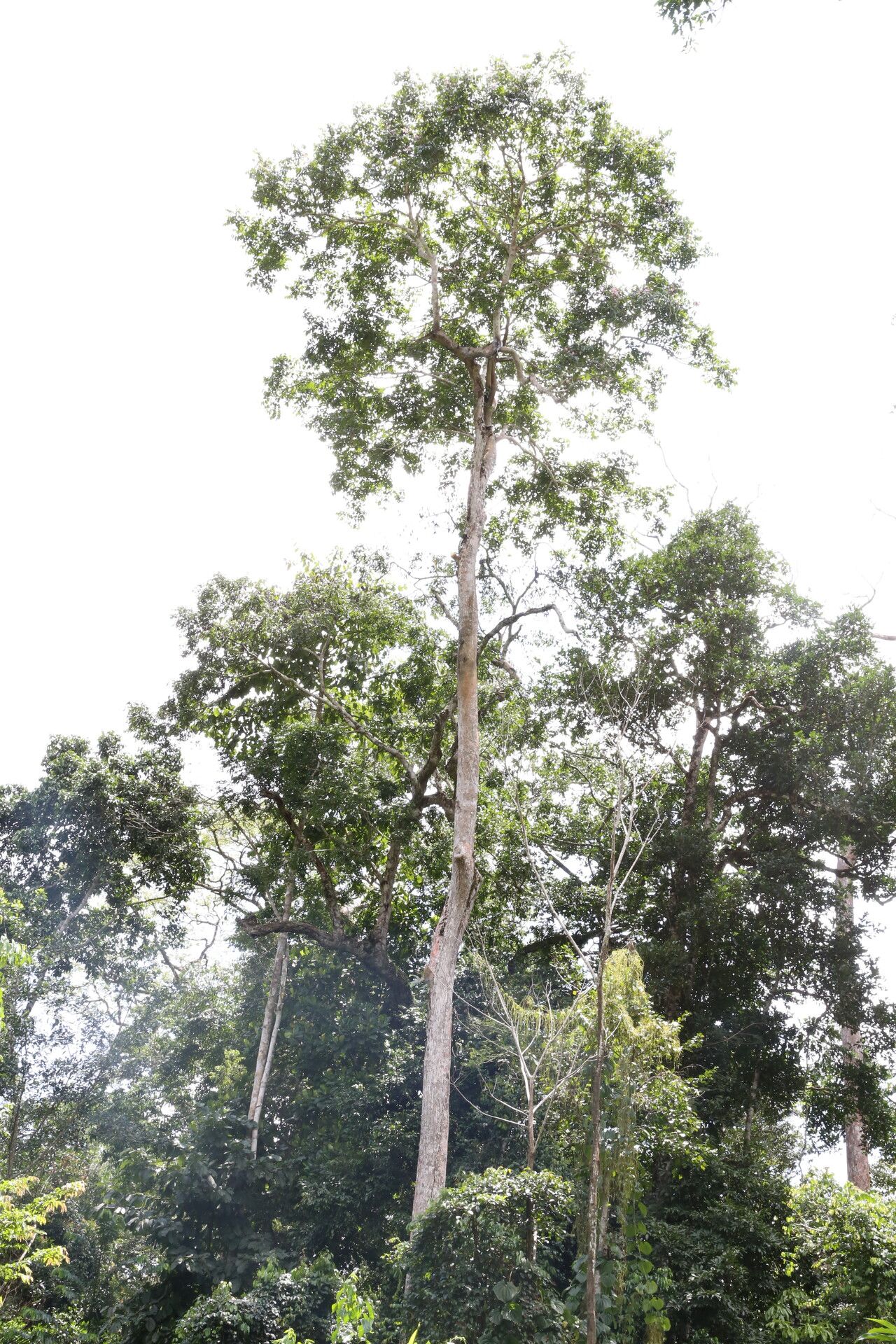 Stereospermum acuminatissimum habit