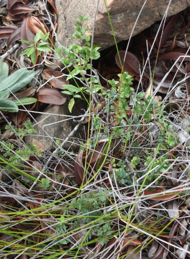 Alyxia cylindrocarpa habit