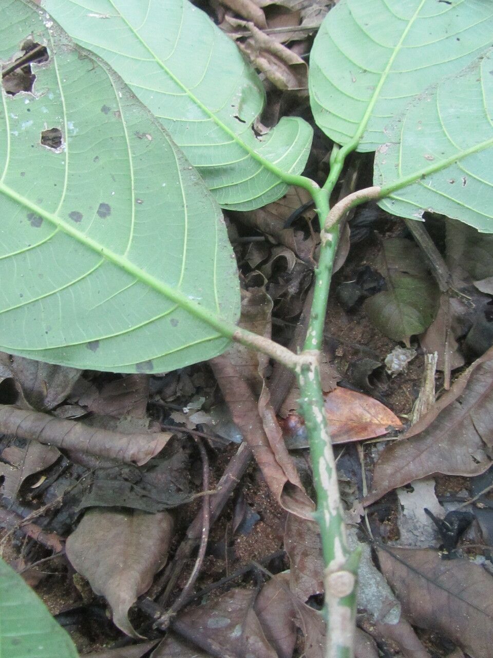 Poulsenia armata — search result for 'Moraceae'