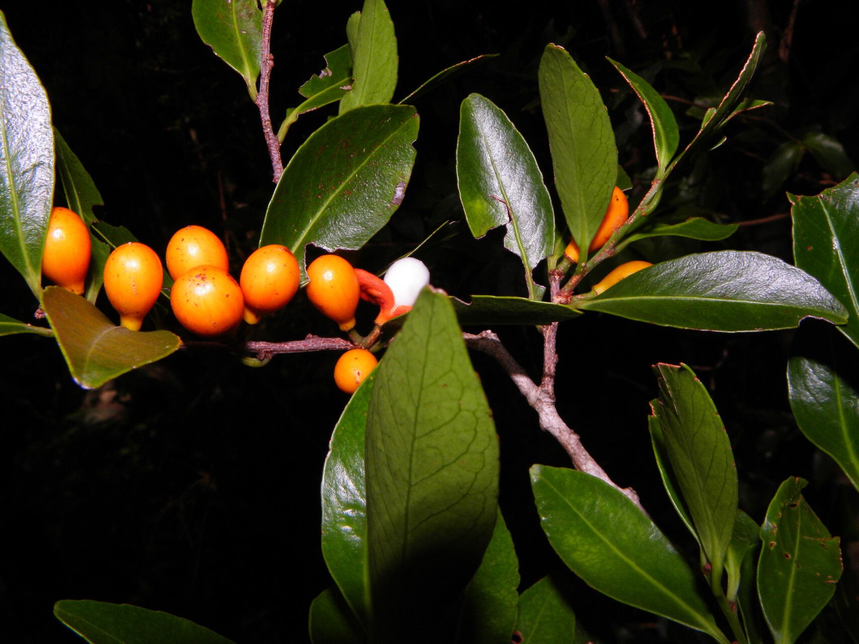 Maytenus segoviarum fruit
