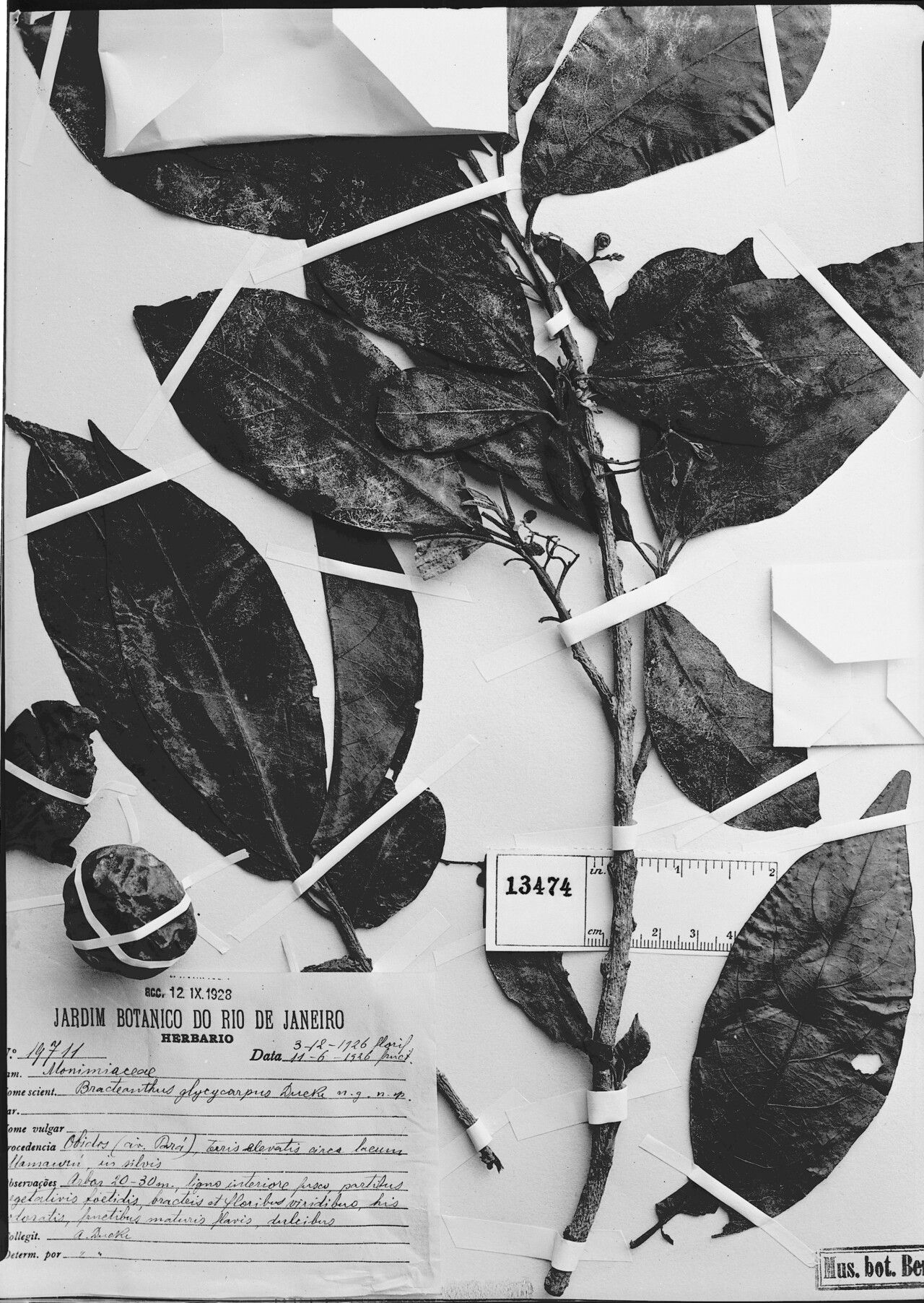 Siparuna glycycarpa fruit