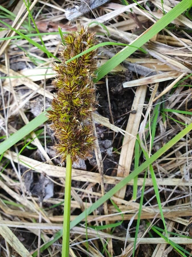 Carex lycurus flower