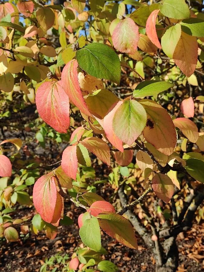 Viburnum x carlcephalum leaf