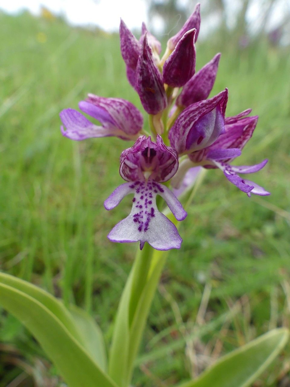 Orchis × hybrida flower