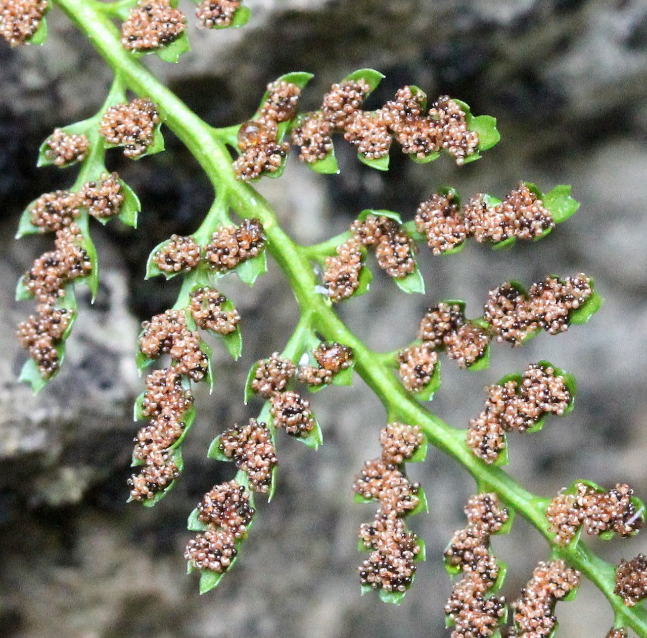 Asplenium fontanum flower