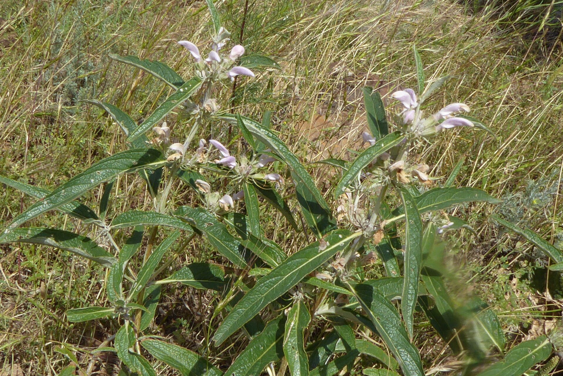 Phlomis hypoleuca — search result for 'Phlomis'