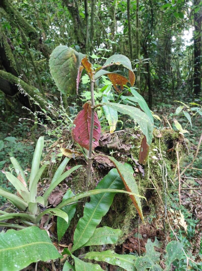 Drymonia parviflora — houseplant care guide