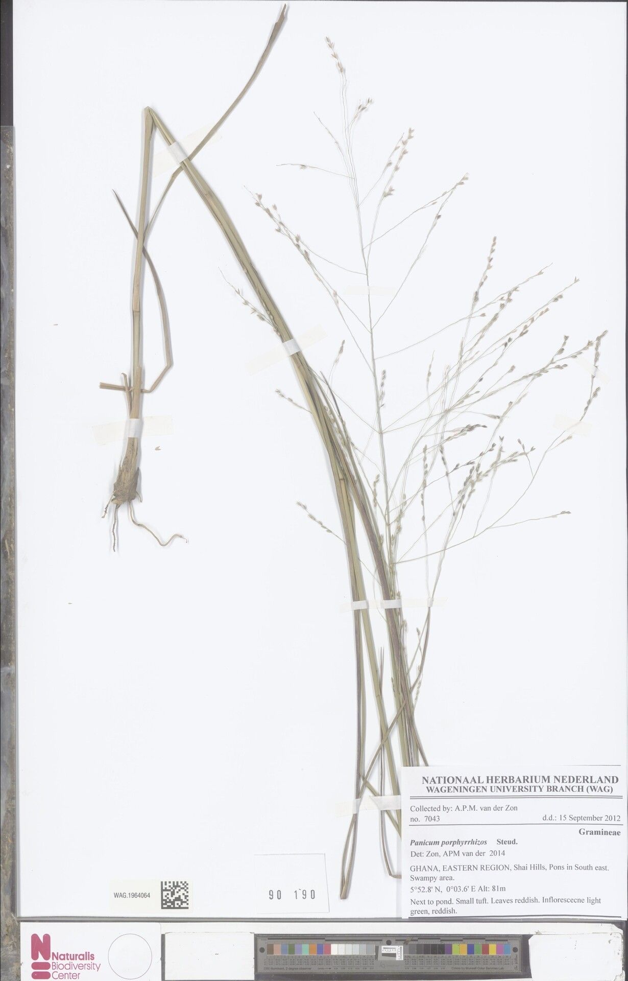 Panicum porphyrrhizos — houseplant care guide