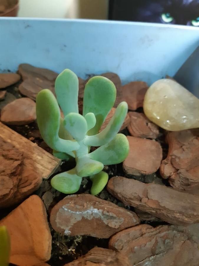 Pachyphytum garciae — houseplant care guide