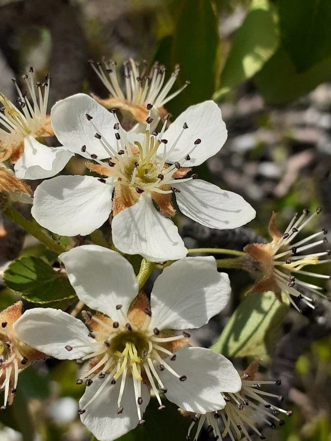 Pyrus bourgaeana flower