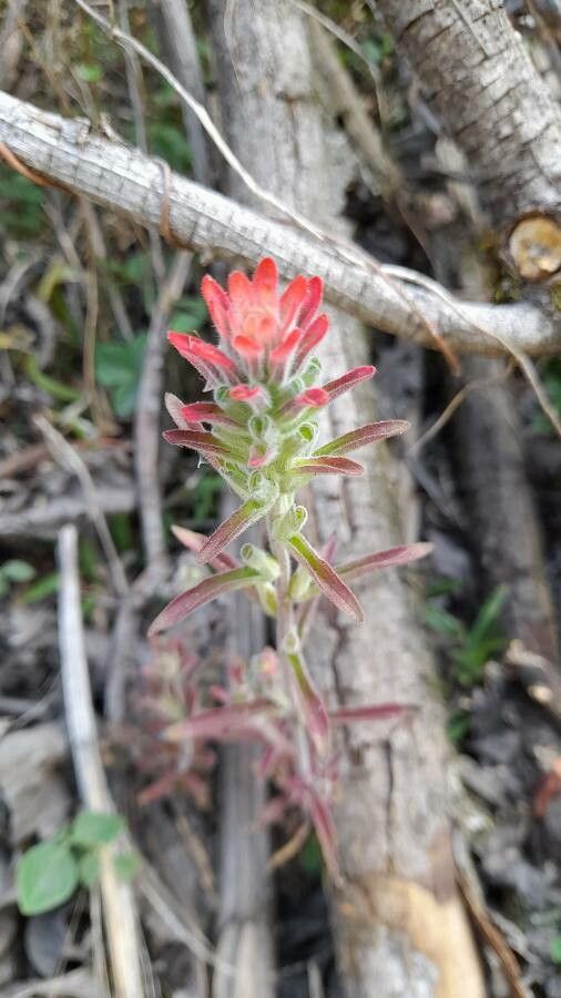 Castilleja applegatei flower