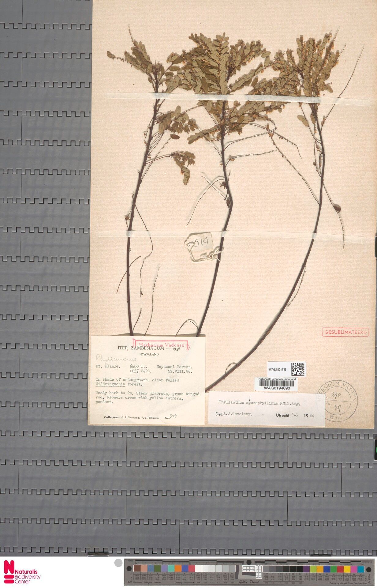 Phyllanthus microphyllinus — houseplant care guide