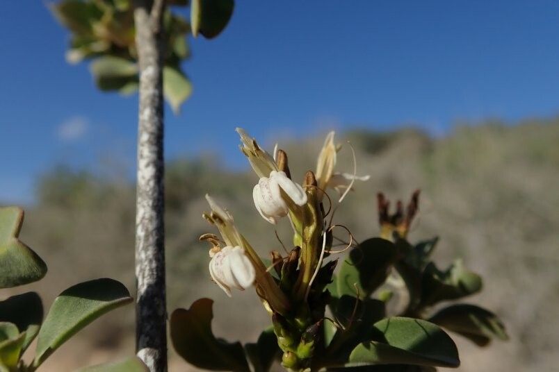 Justicia nummulus — houseplant care guide