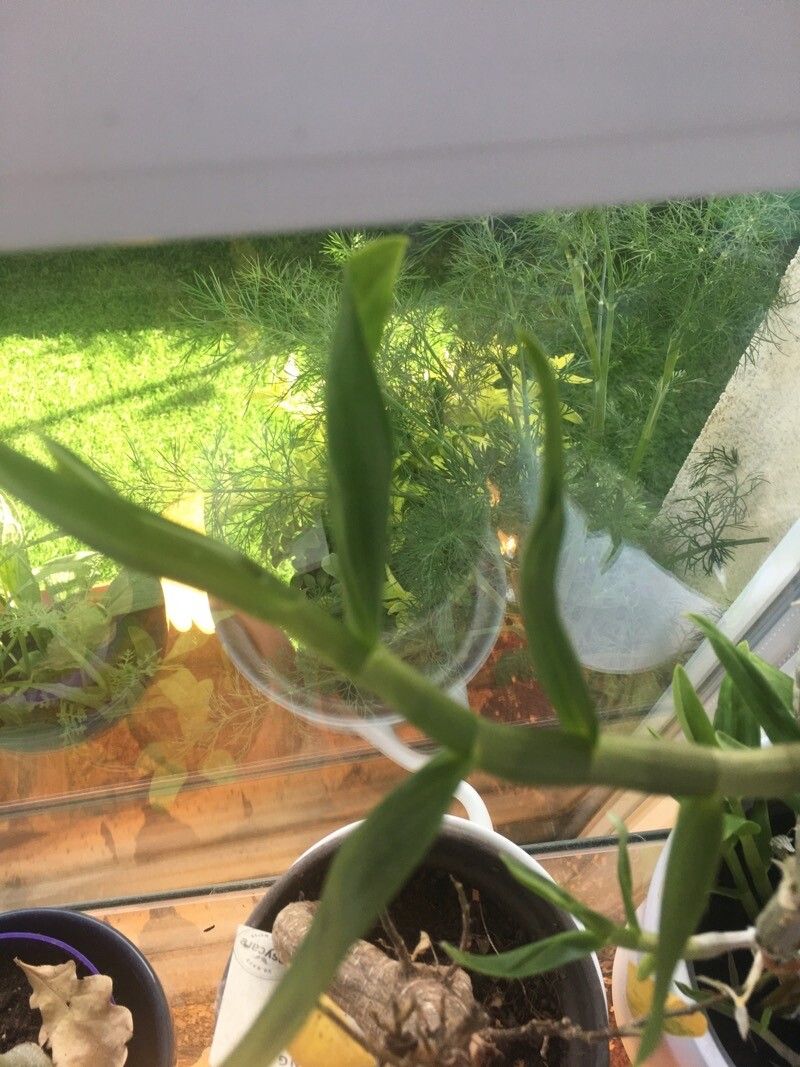 Prosthechea vitellina leaf