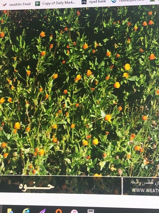 Calendula tripterocarpa flower