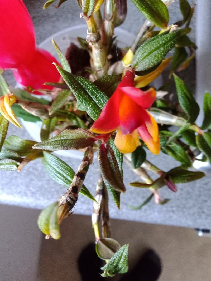 Dendrobium cuthbertsonii flower