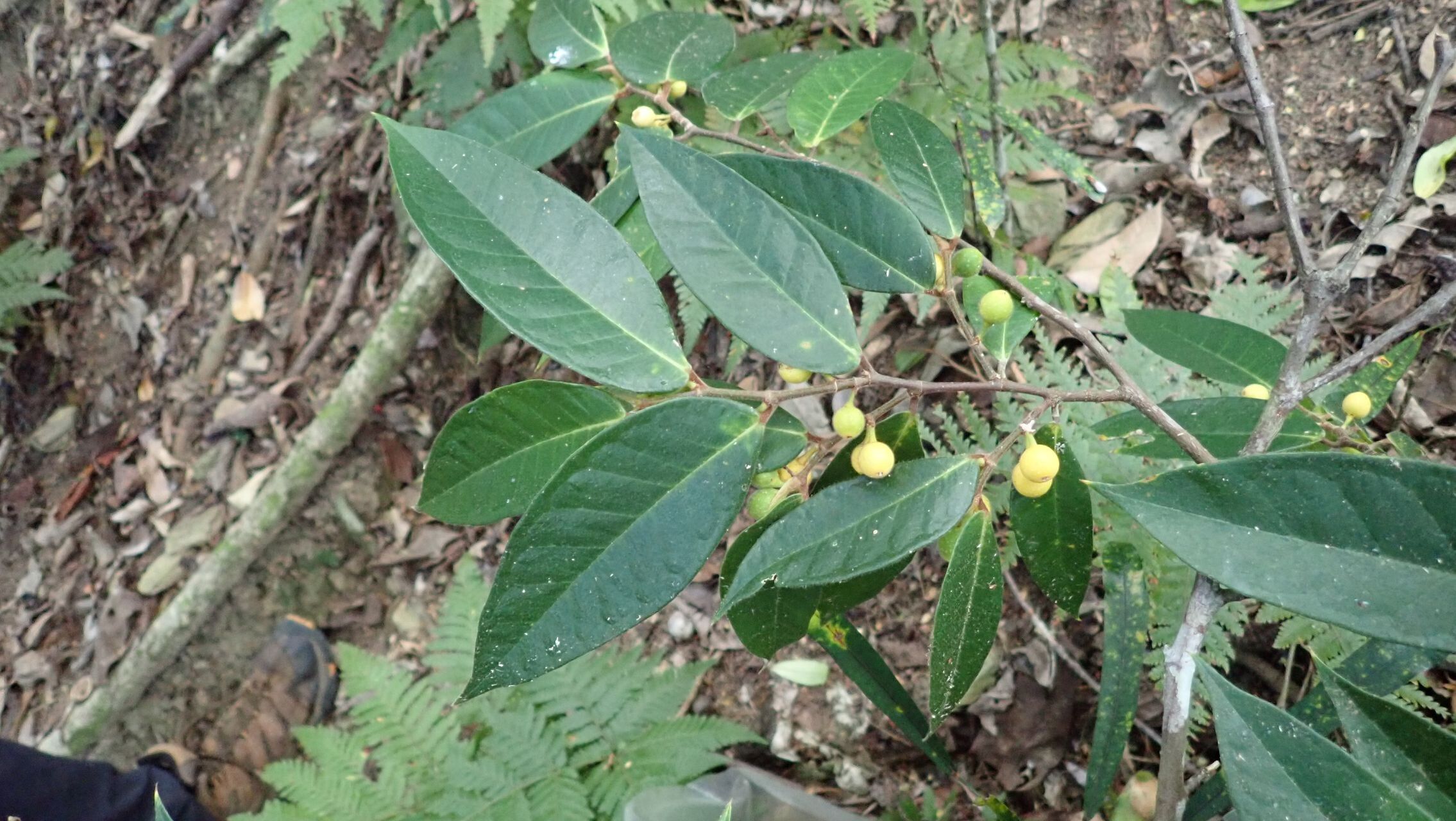 Ficus versicolor — houseplant care guide