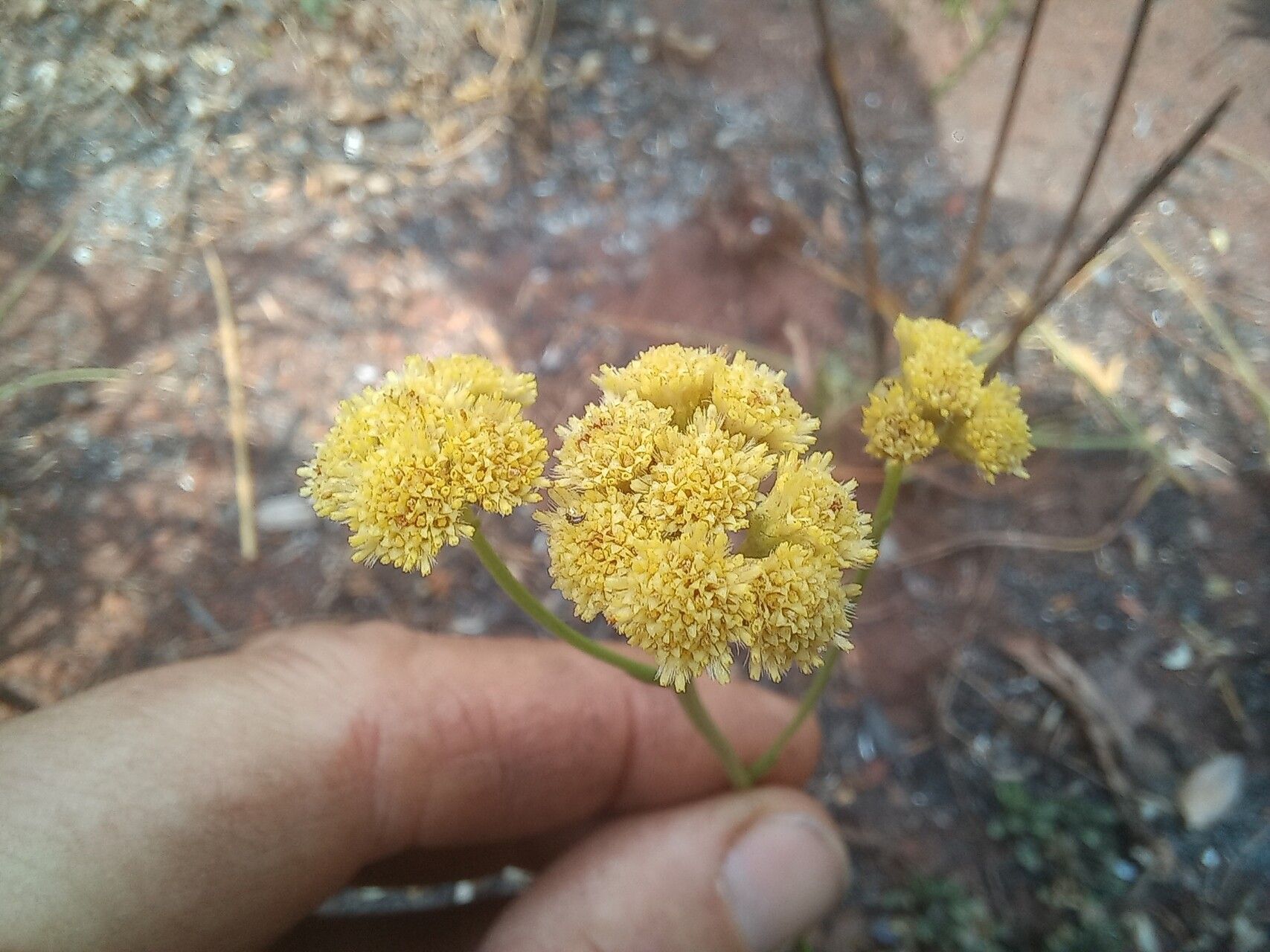 Nidorella spartioides — houseplant care guide